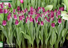 Tulipa Purple Crystal ® (2)